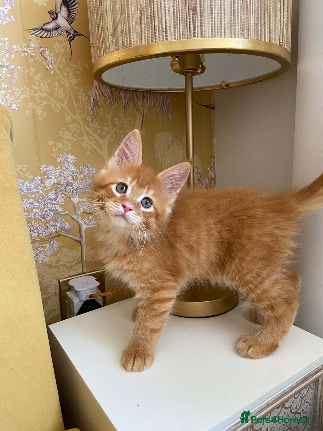 Maine Coon cats for sale: GCCF Registered Maine Coons Ready 16th August  in Banbury - Image 38