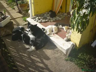 Border Collie dogs Border Collie Puppies, ready at 10 to 12 weeks - Advert 2