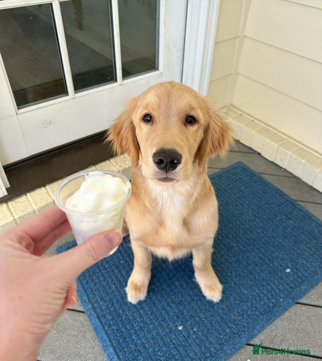 Golden Retriever dogs for sale: Simba – Handsome Golden Retriever Puppy - Image 3