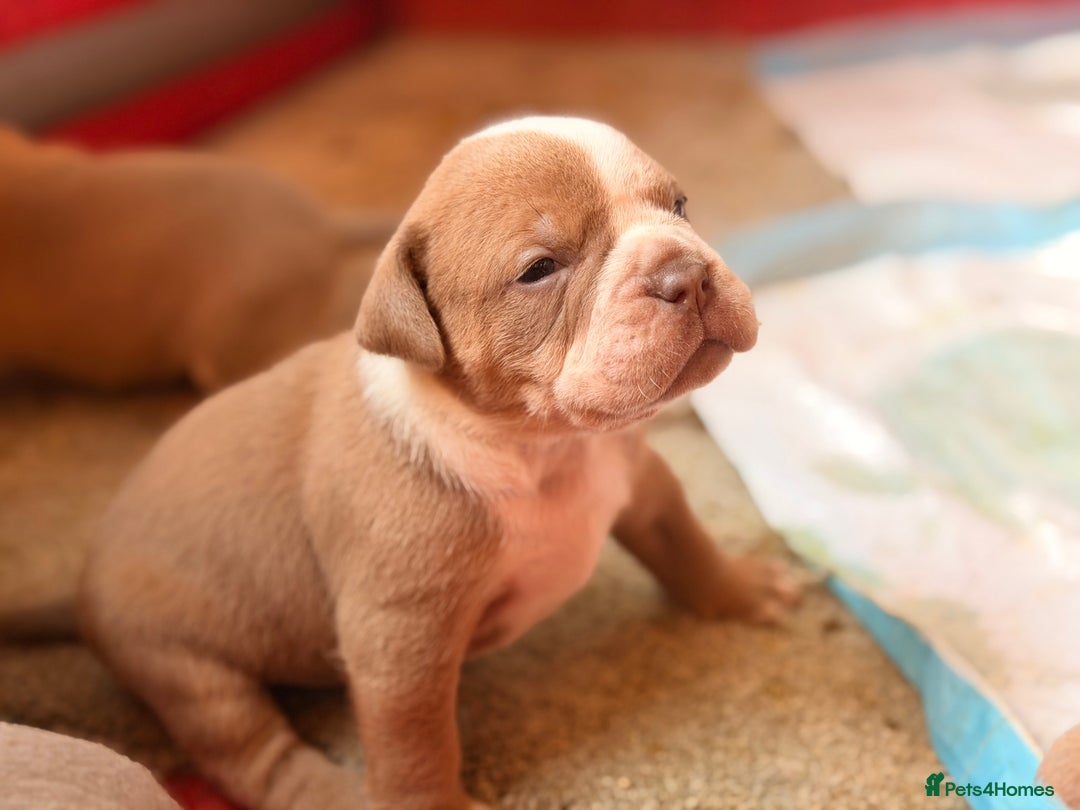 Olde English Bulldogge dogs for sale: Olde English Bulldog Puppies - Family Raised  - Advert 32