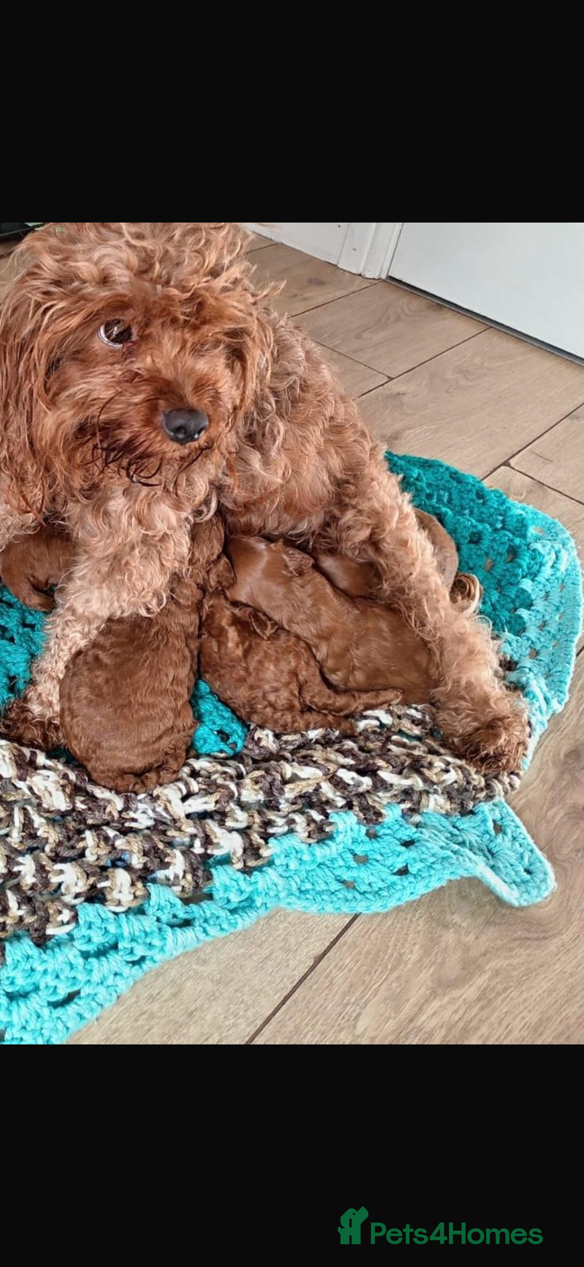 Cavapoo dogs Cavapoo girl puppies ready now.  - Advert 1