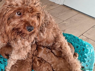 Cavapoo dogs Cavapoo girl puppies ready now. - Advert 1