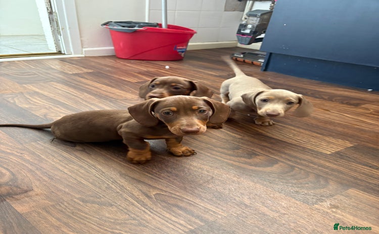 Miniature Dachshund dogs - Advert 2
