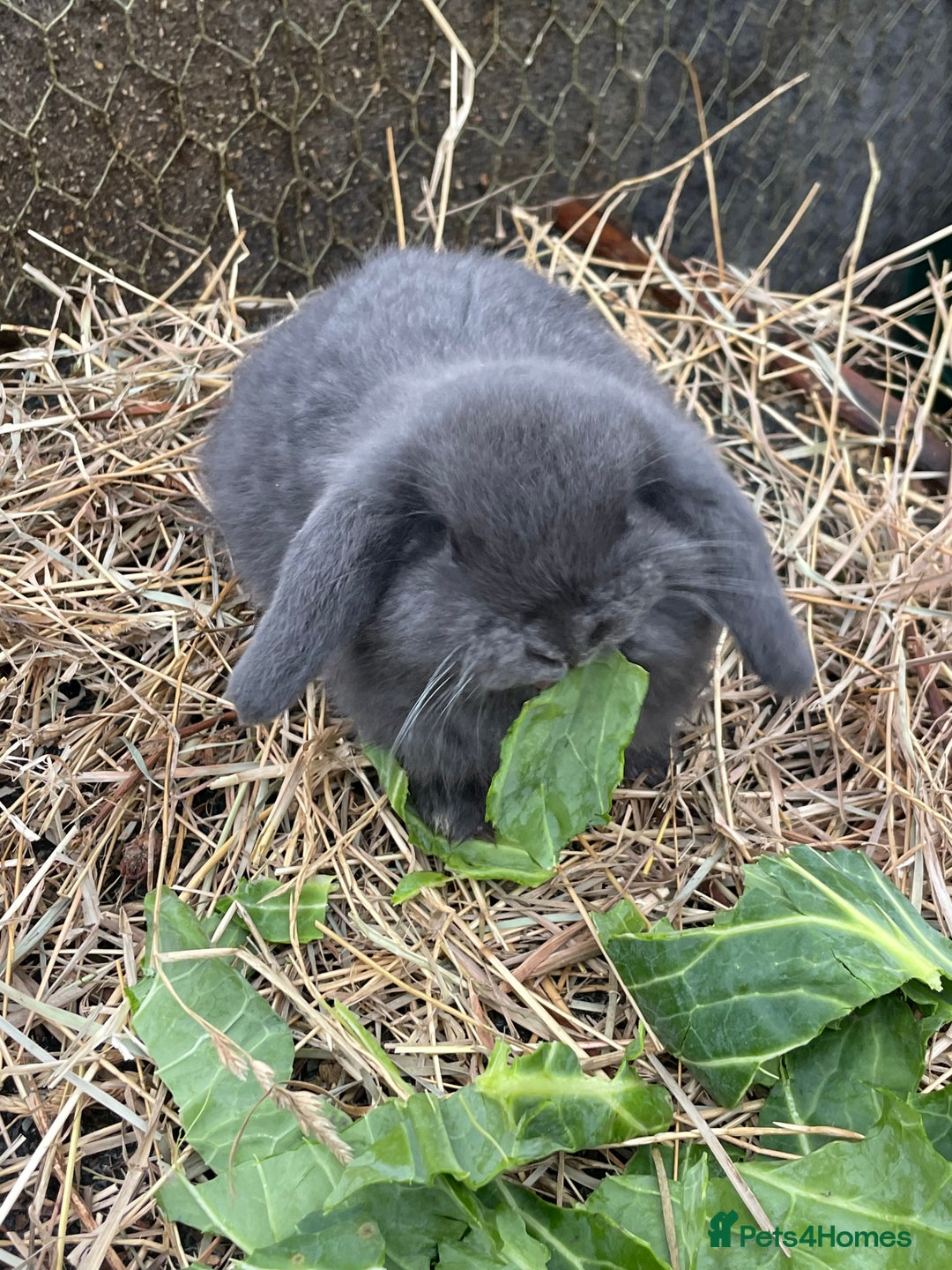 Mini Lop rabbits for sale: Beautiful mini lop babies  - Advert 31