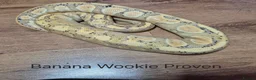 Python Snake reptiles for sale: Variety of Royal Pythons - Advert 6