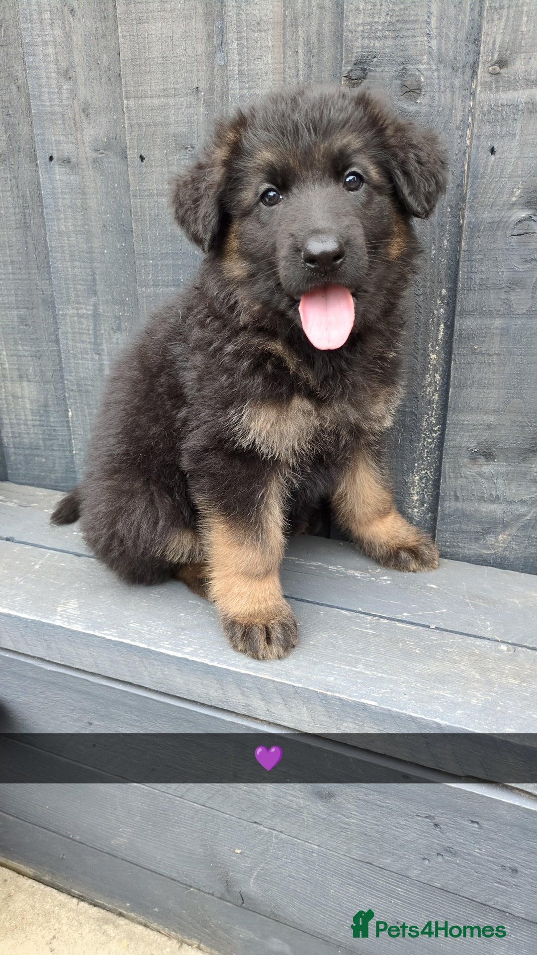 German Shepherd dogs for stud: Gorgeous German Shepherd male for stud - Image 13