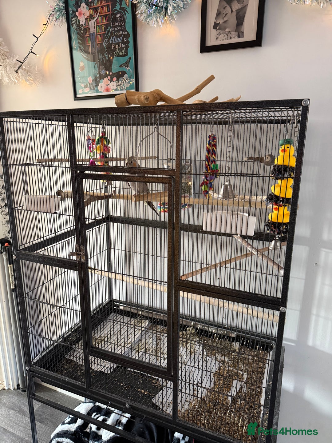 Cockatiels birds for sale: Re homing my tame female cocktail Indie  - Advert 3