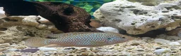 Cichlids fish for sale: Malawi cichlid  - Advert 5