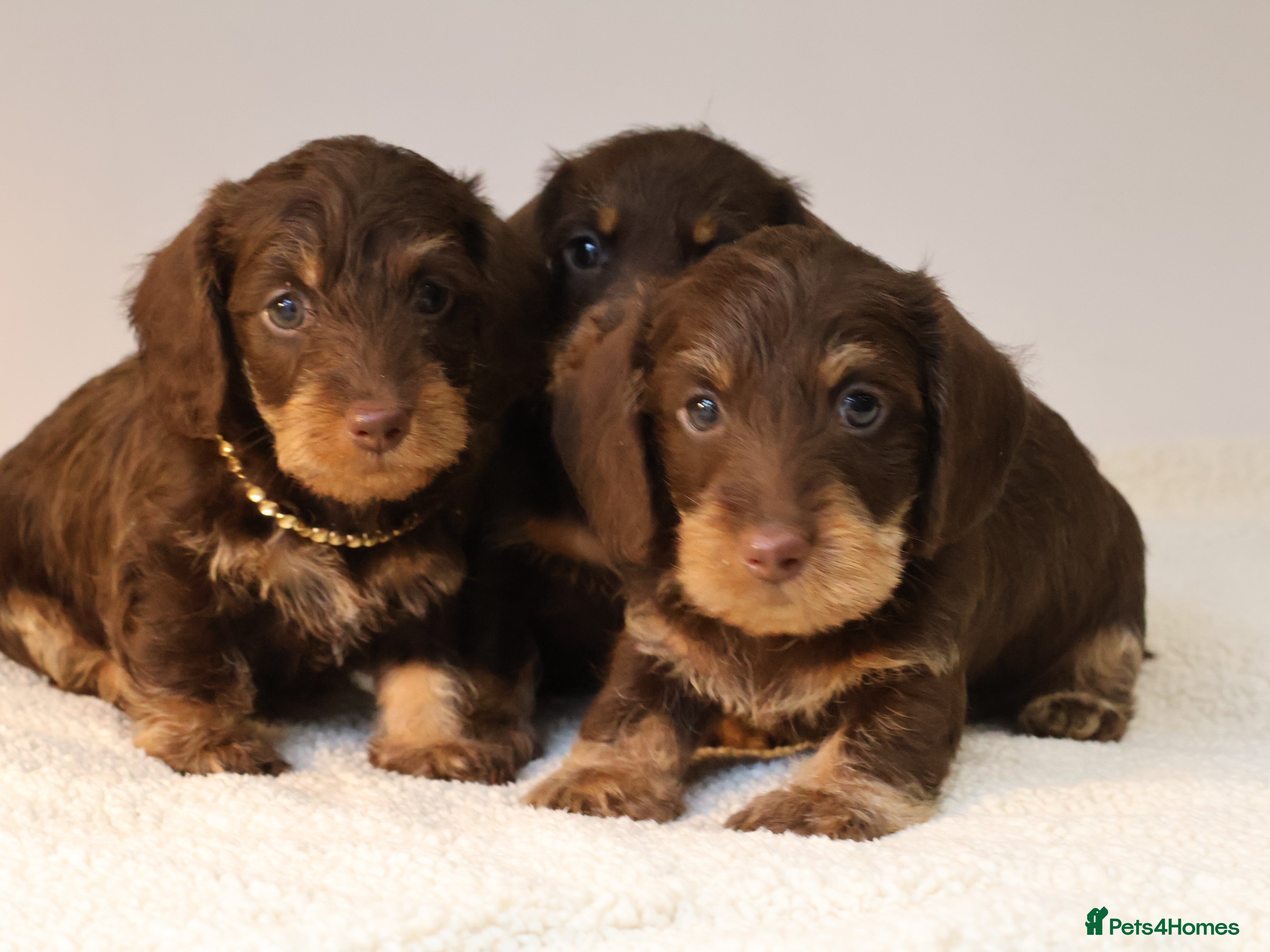 Miniature Dachshund dogs Choco+Wirehaired+5*Licensed+Kc+Praclear+Vetchecked - Advert 5