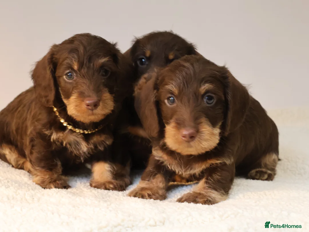 Miniature Dachshund dogs for sale: Choco+Wirehaired+5*Licensed+Kc+Praclear+Vetchecked - Advert 1