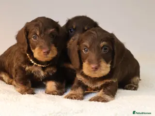 Miniature Dachshund dogs Choco+Wirehaired+5*Licensed+Kc+Praclear+Vetchecked - Advert 5