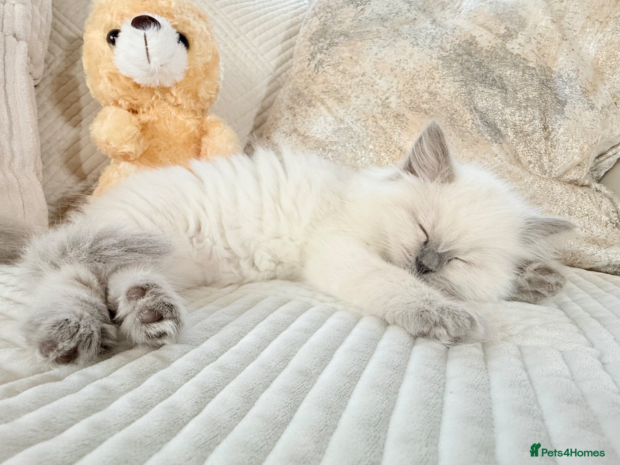 Ragdoll cats Stunning Bluepoint Ragdoll Kittens for sale - Advert 17