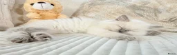 Ragdoll cats for sale: Stunning Bluepoint Ragdoll Kittens for sale - Advert 3