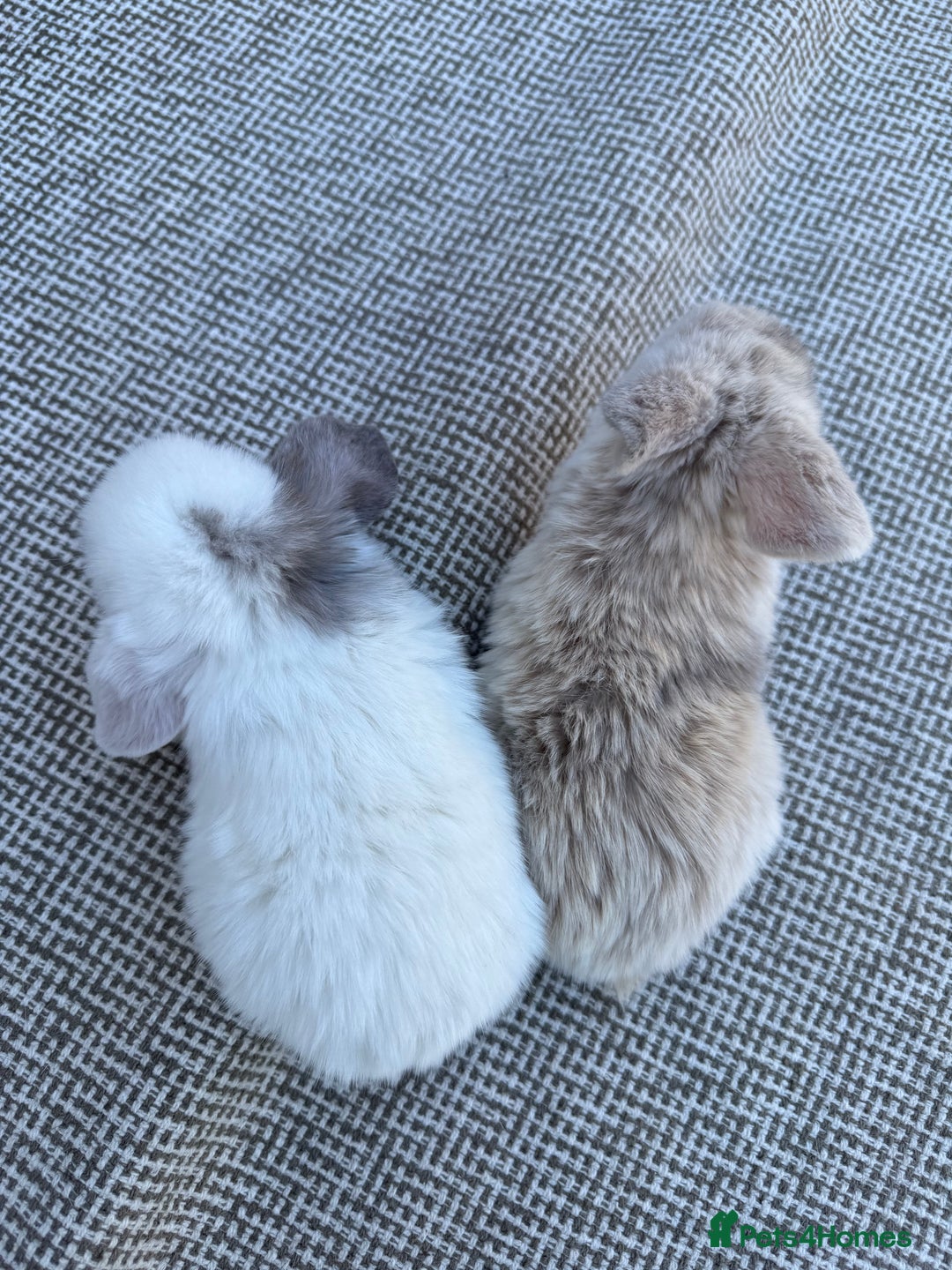Mini Lop rabbits for sale: Pure Bred Mini Lops For Sale  - Image 3