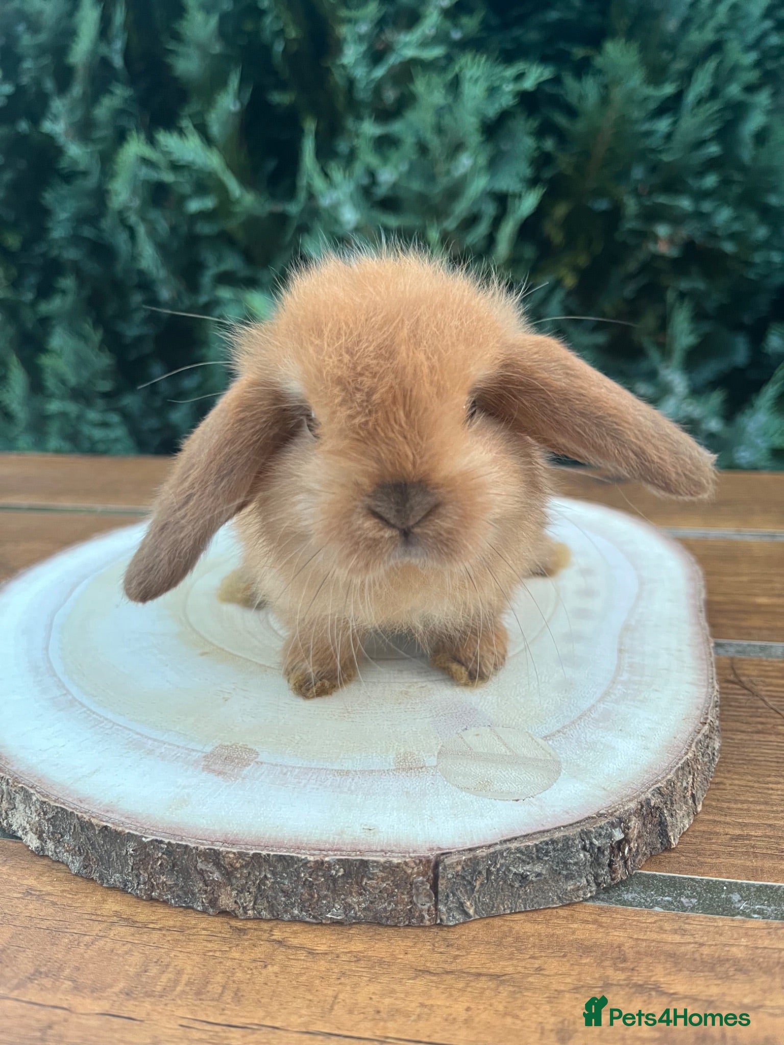 Mini Lop rabbits 🐰Pure Bred (7w old) Mini Lop Babies - Advert 1