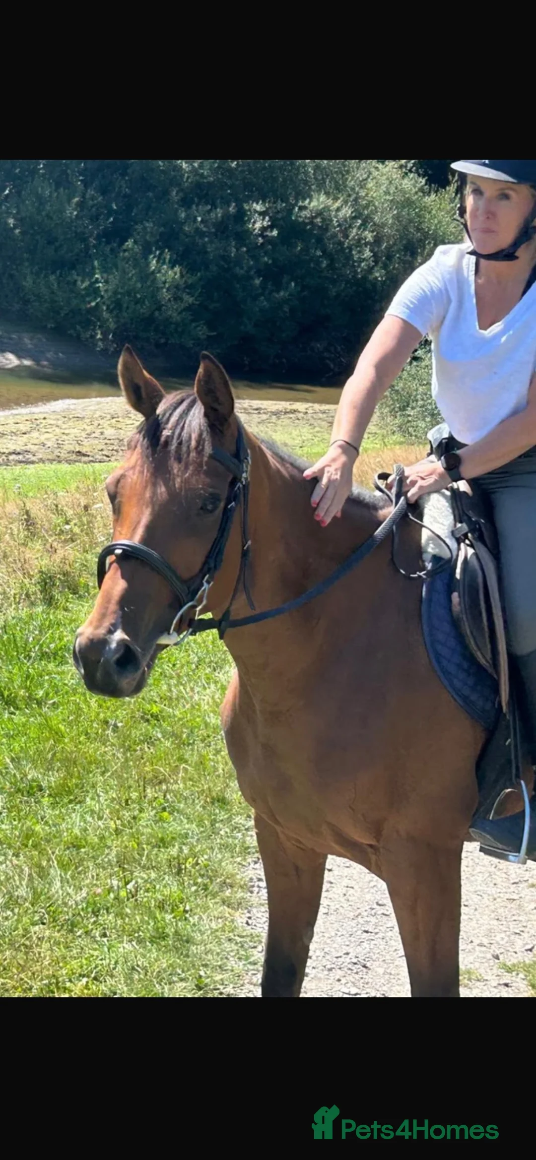 English Thoroughbred horses for sale: 16.2hh 6 year old alrounder tb mare in West Malling - Advert 2