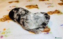 Cockapoo dogs for sale: Chocolate & Chocolate Merle Cockapoo Babies 🐾🐾🐾 - Image 7
