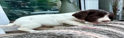 English Springer Spaniel dogs for sale: English Springer Spaniel - Advert 2