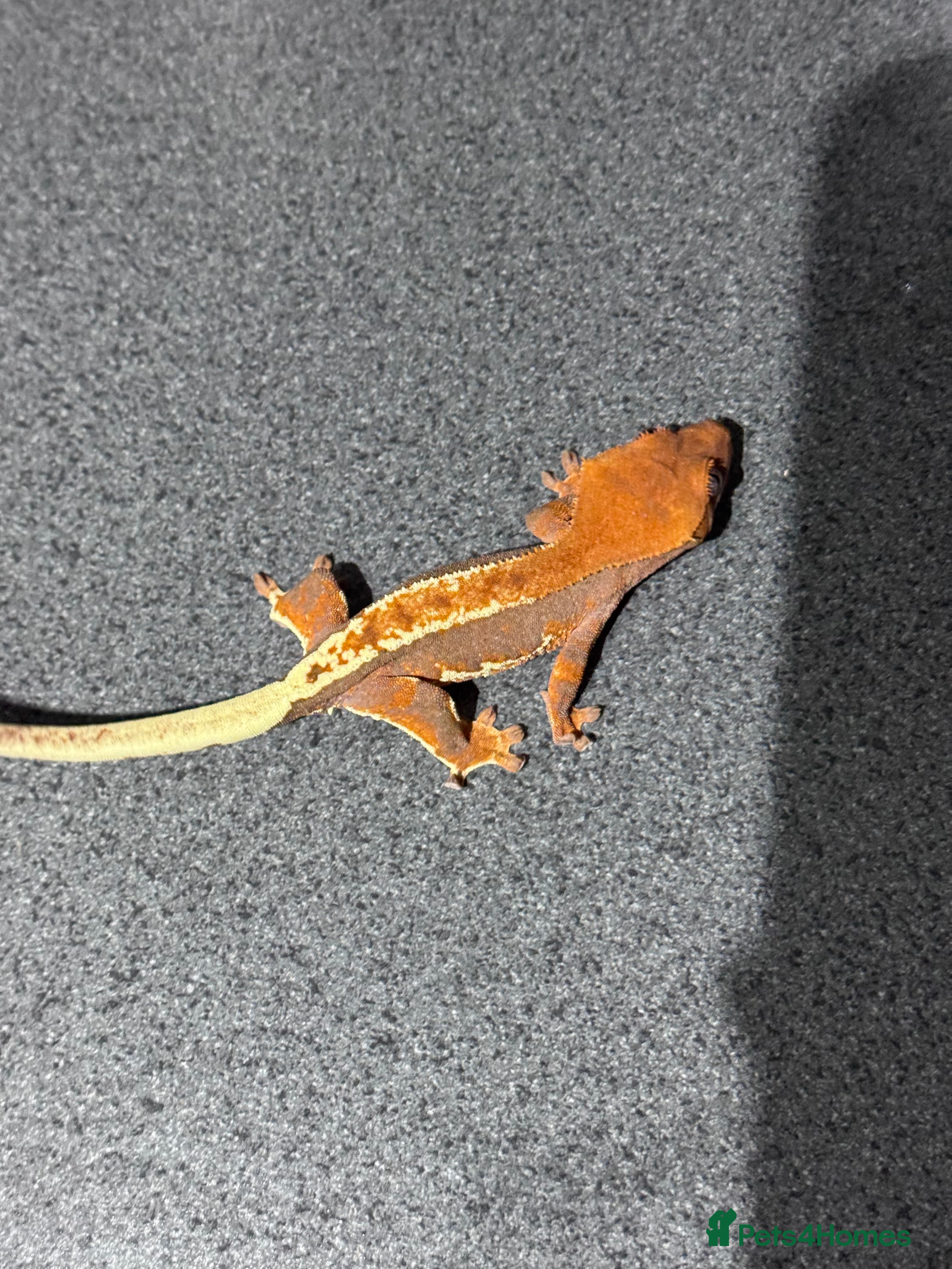 Gecko reptiles 3x Crested geckos  - Advert 1