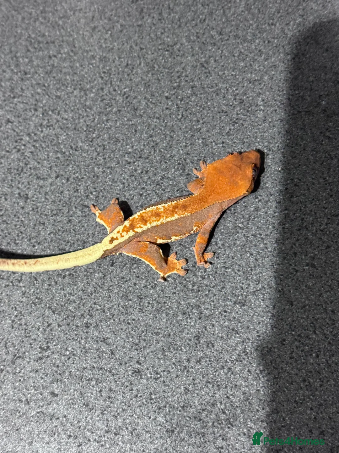 Gecko reptiles for sale: 3x Crested geckos  - Advert 1