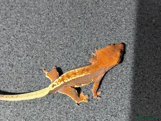 Gecko reptiles 3x Crested geckos - Advert 1
