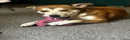 Mixed Breed dogs for sale: 9 month old staffy x Akita mix  - Advert 3