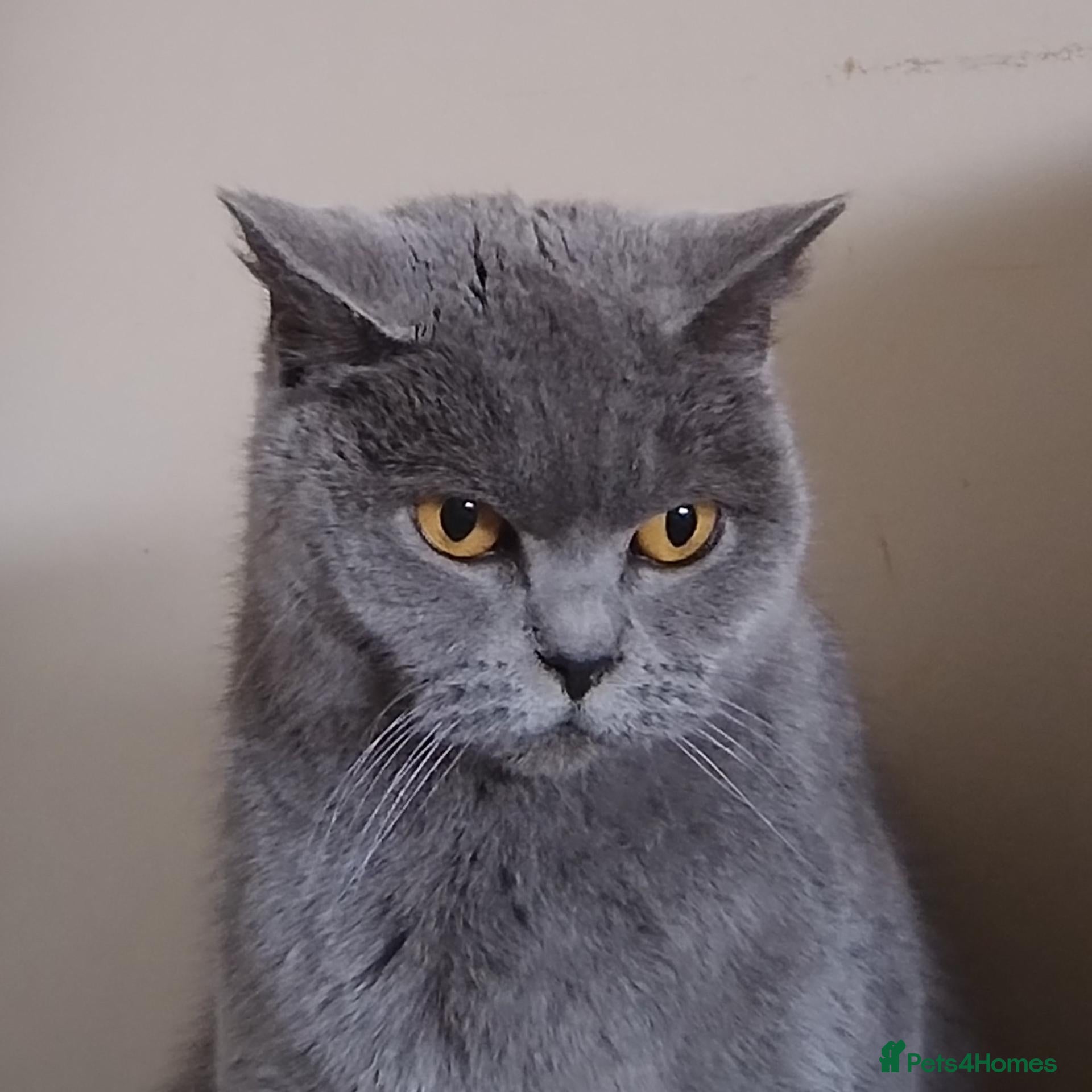 British Shorthair cats Affectionate 6yo GCCF Pedigree Female  - Advert 1