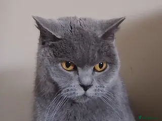 British Shorthair cats Affectionate 6yo GCCF Pedigree Female - Advert 1