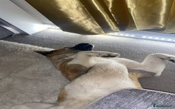 Akita dogs for sale: Diago  - Image 2