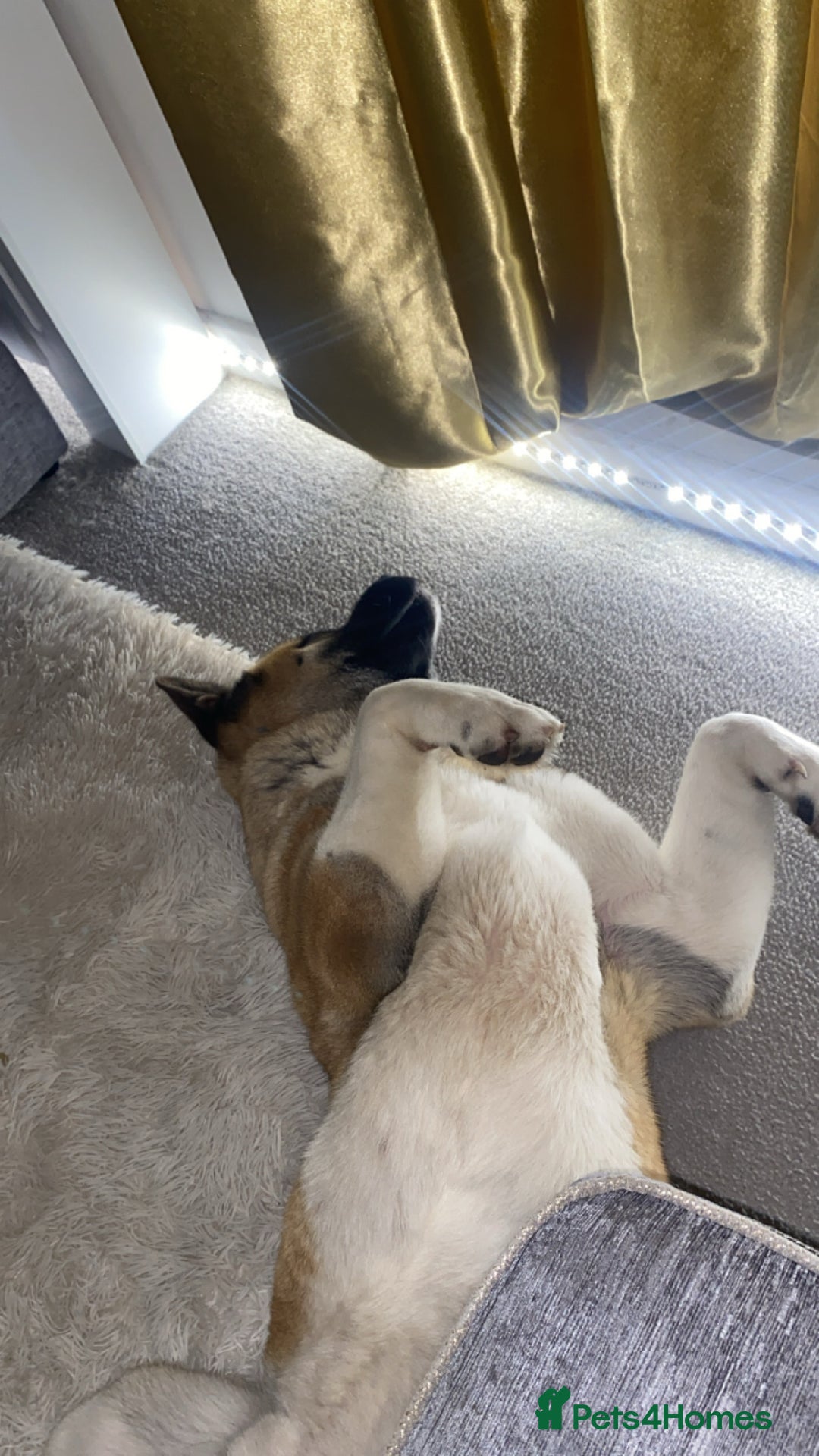 Akita dogs for sale: Diago  - Image 2
