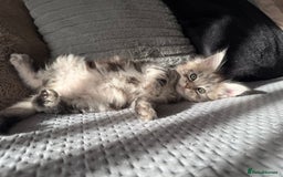Maine Coon cats for sale: XL Russian Lines TICA registered Maine Coon Boy - Image 8