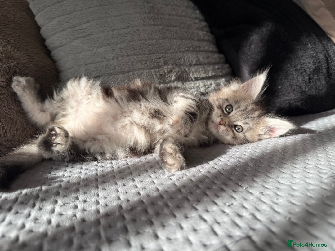 Maine Coon cats for sale: XL Russian Lines TICA registered Maine Coon Boy - Image 8