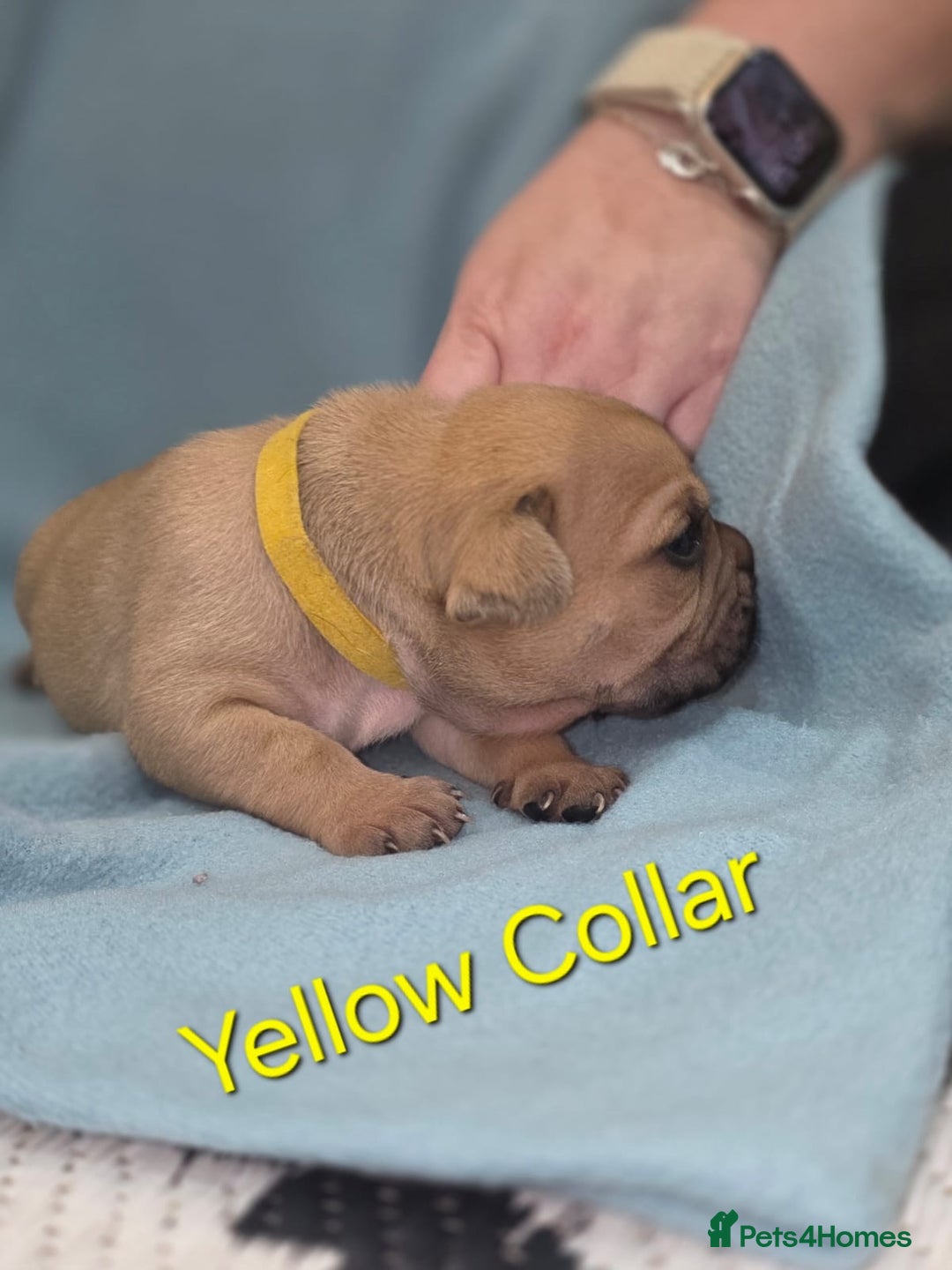 Mixed Breed dogs for sale: American french bully  - Image 9