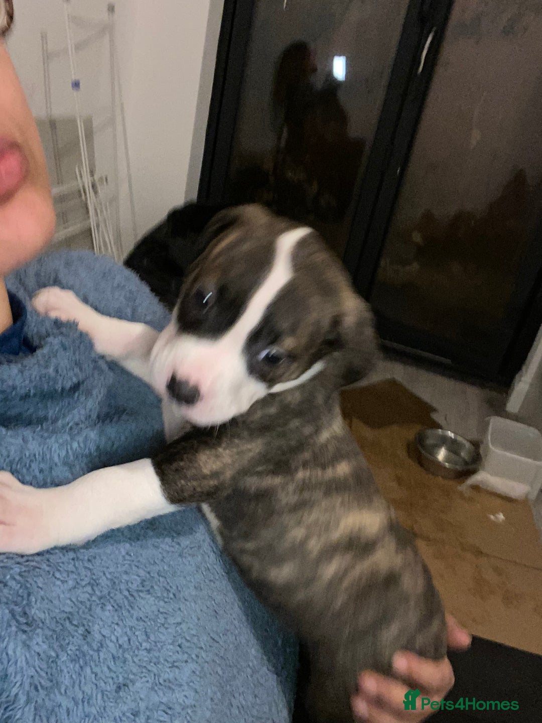 Mixed Breed dogs for sale: Scott American Bulldog Cross  - Advert 6