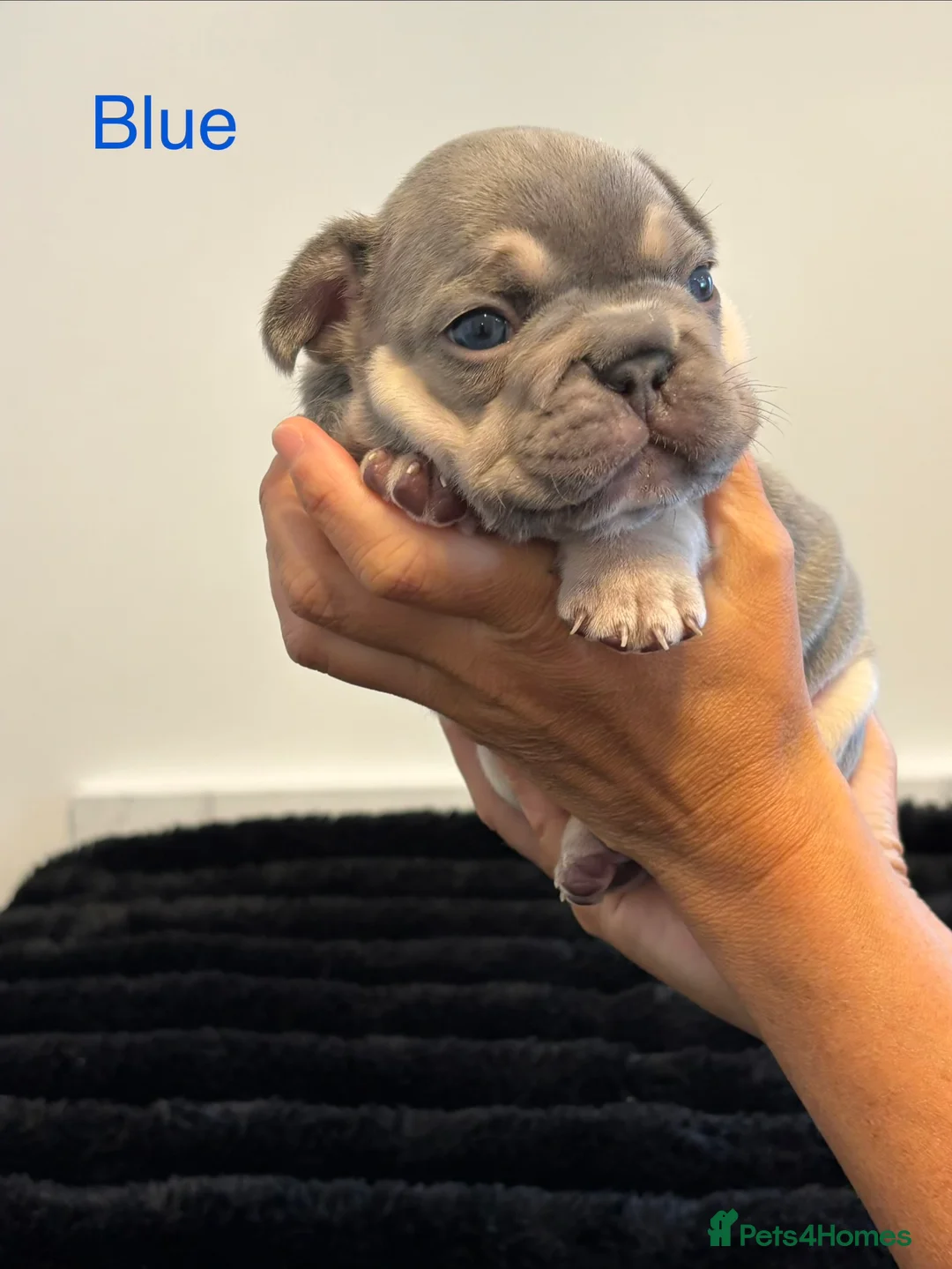 French Bulldog dogs for sale: Pedigree French Bulldog puppies-2 boys and 3 girls - Advert 2