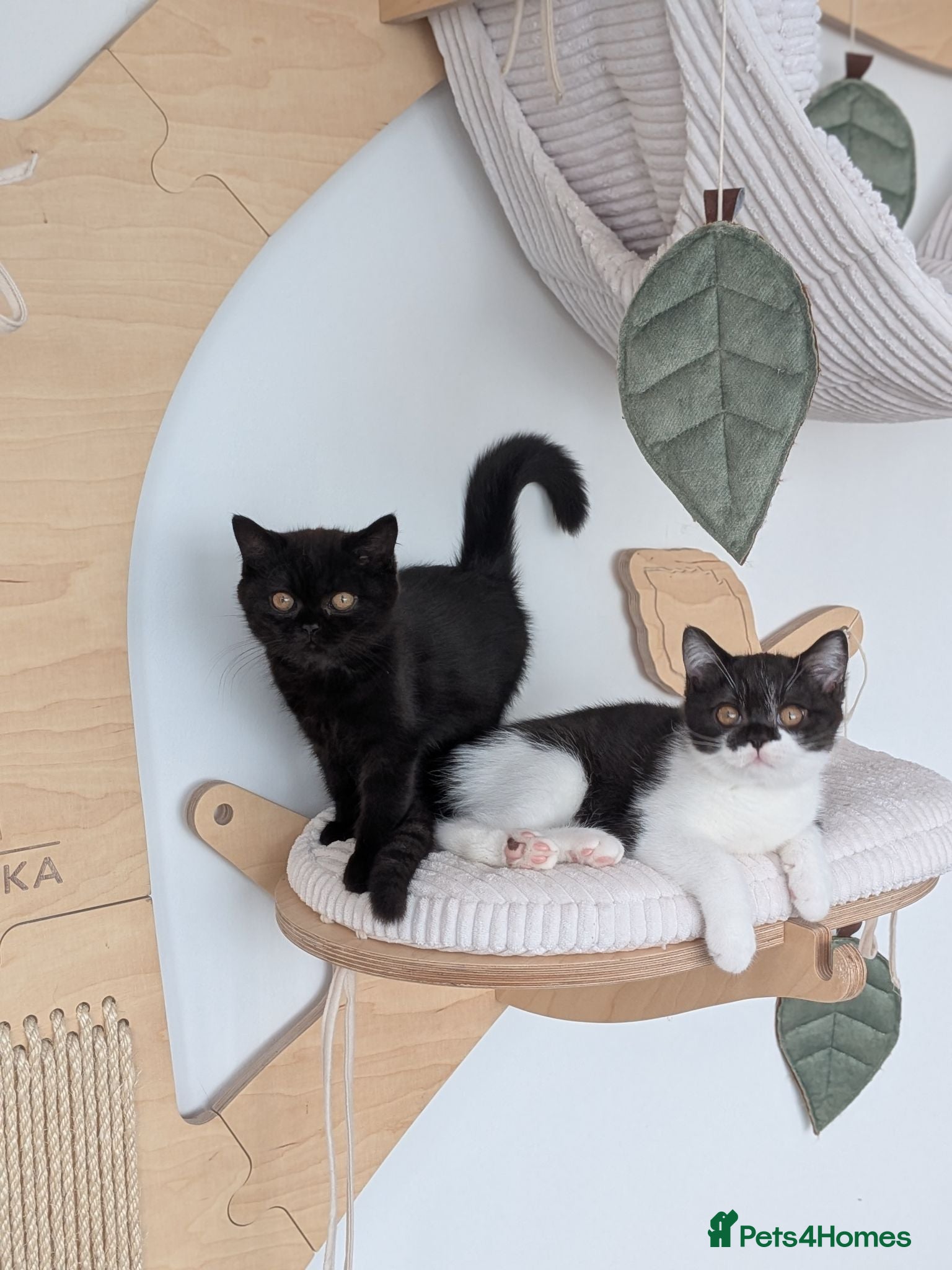 British Shorthair cats GCCF Registered Kittens  - Advert 2