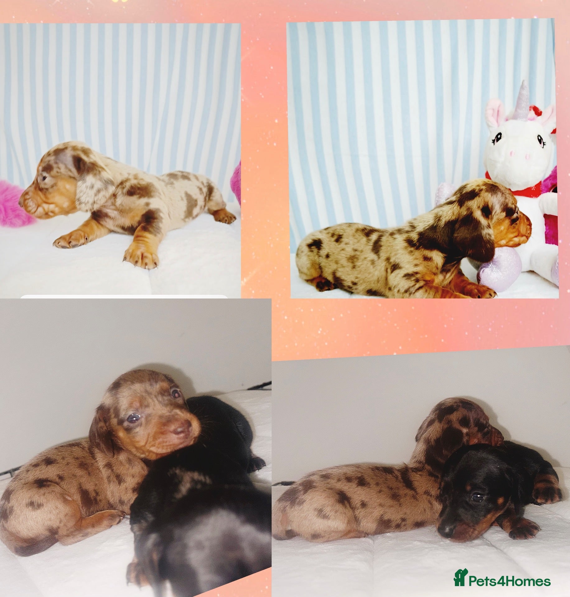Miniature Dachshund dogs 🐶❤️Miniature Dachshund Puppies 🐶❤️ - Advert 23