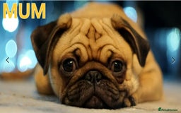 Pug dogs for sale: Stunning Apricot KC reg male pug - Image 16