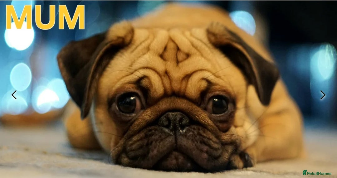 Pug dogs for sale: Stunning Apricot KC reg male pug - Image 16