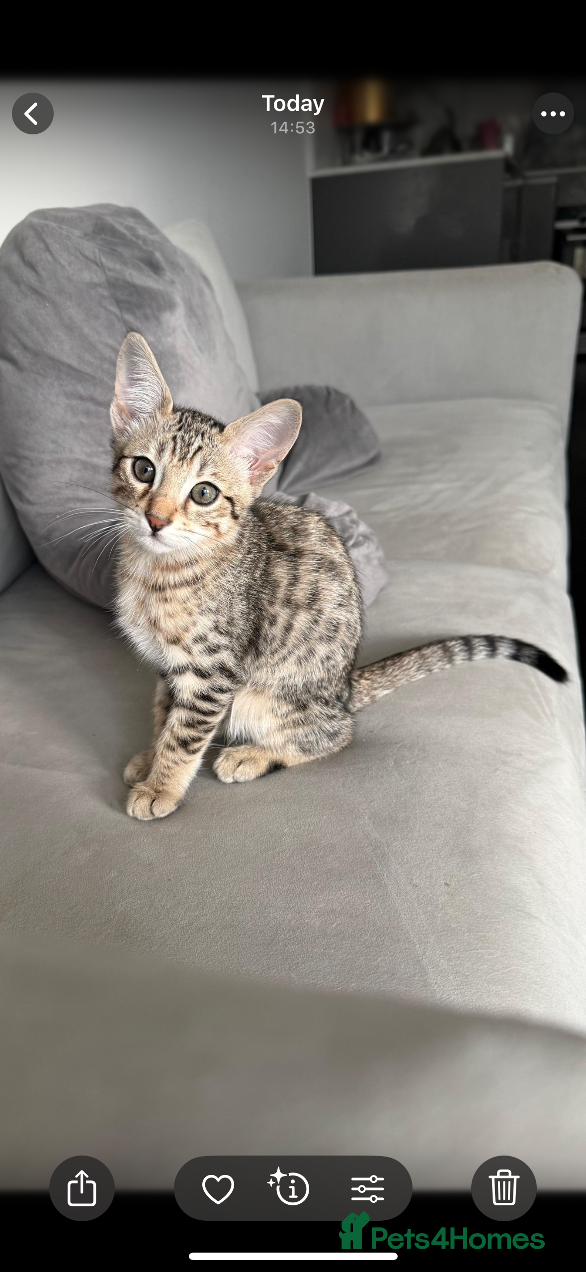 Mixed Breed cats Sepia Bengal X Savannah kittens Extremely rare  - Advert 4