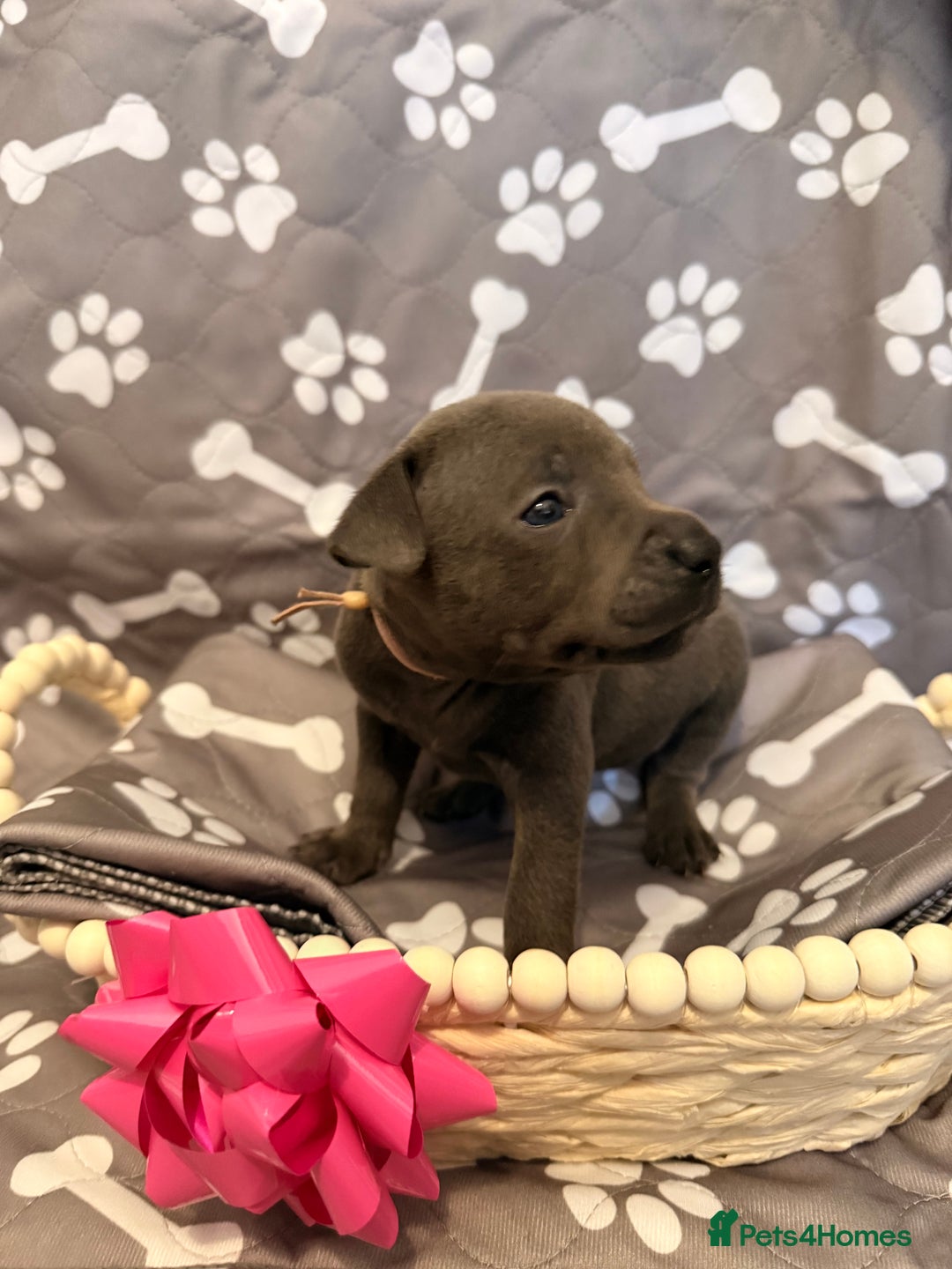 Staffordshire Bull Terrier dogs for sale: 🐾Beautiful chunky Staffies 🐾 - Image 17