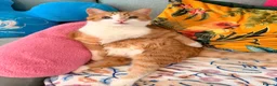 Mixed Breed cats for sale: Lovely Toast - Please Read Description  - Advert 3