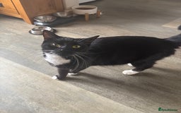 Mixed Breed cats for sale: Kittens for sale  - Image 3
