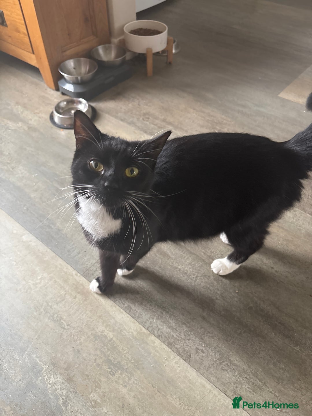 Mixed Breed cats for sale: Kittens for sale  - Image 3