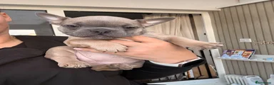 French Bulldog 3