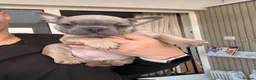 French Bulldog dogs for sale: French Bulldog 8 Week Old Puppies Coventry in Coventry - Advert 5