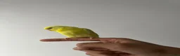 Budgerigars birds for sale: 4 budgies in London - Advert 9