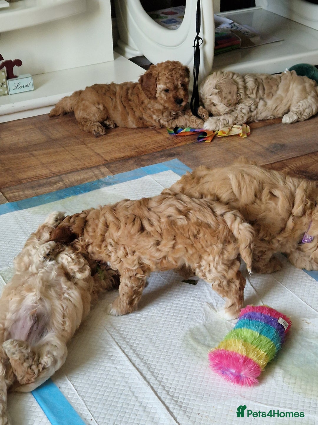 Cavapoo dogs for sale: 5* Beautiful cavapoo puppies 🐶 in Swansea - Image 23