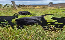 Flat coated Retriever dogs for sale: Flat coat retriever  - Image 26