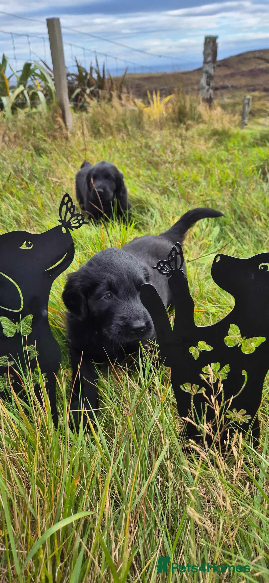 Flat coated Retriever dogs for sale: Flat coat retriever  - Image 26